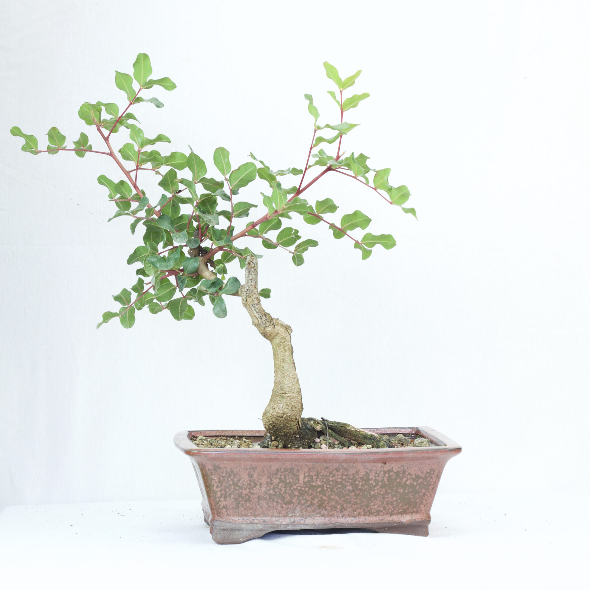 Miniature Forest