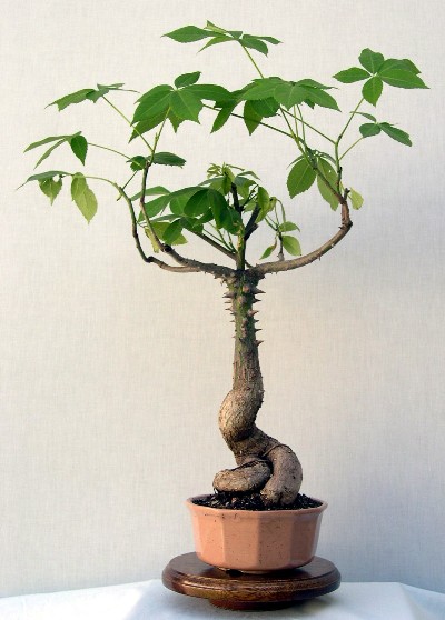 Miniature Forest