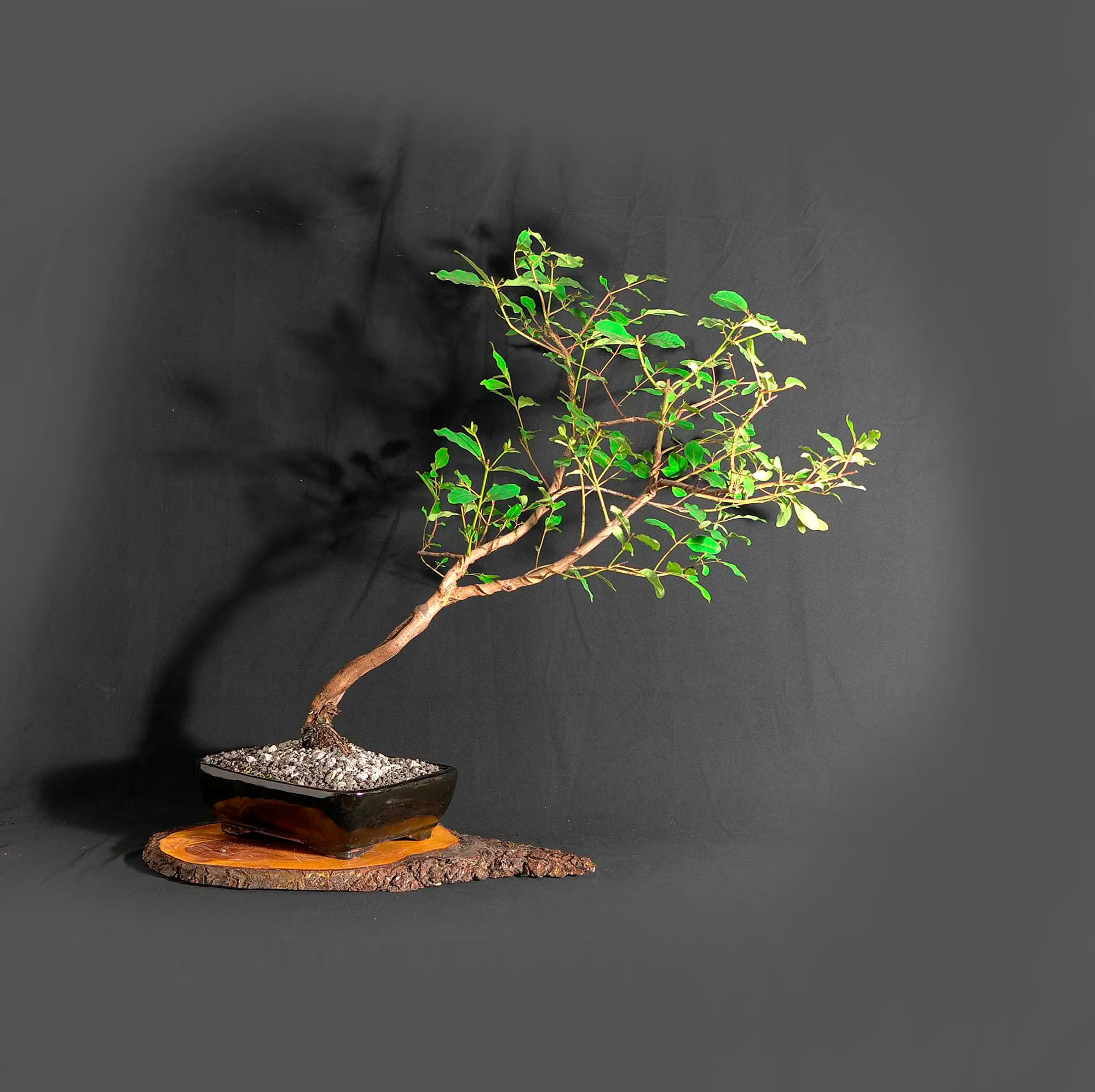 Miniature Forest